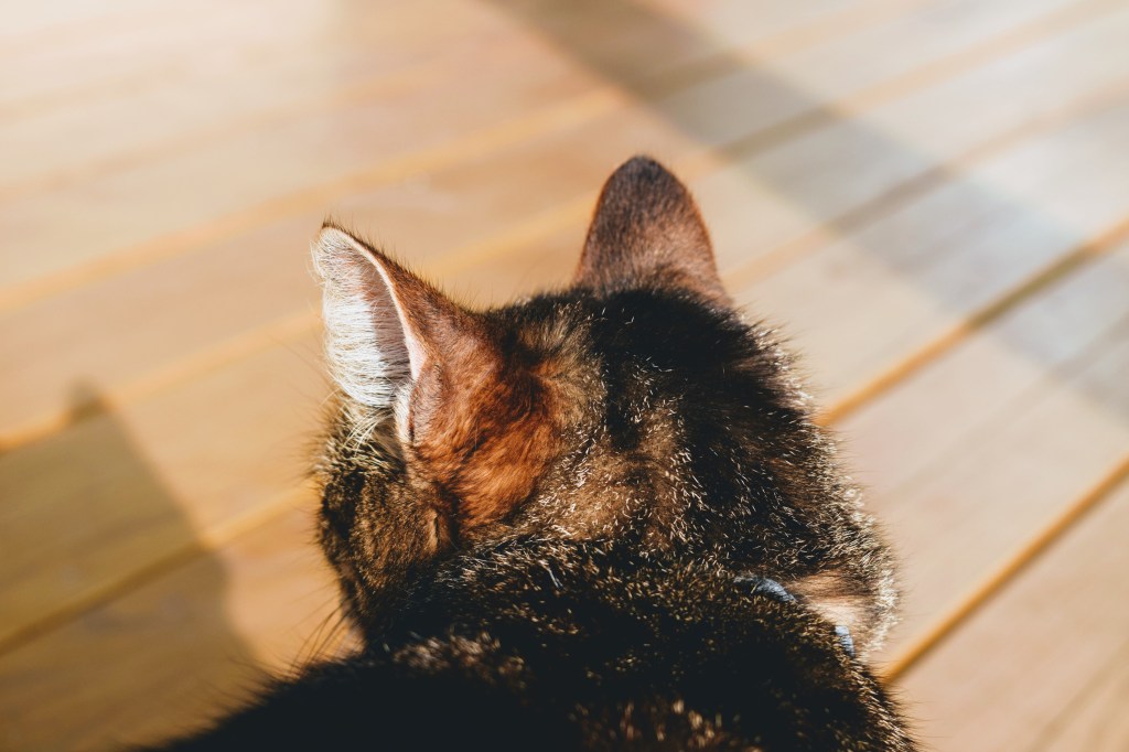 Program opieki nad zwierzętami bezdomnymi – czym jest i dlaczego powinniśmy znać jego&nbsp;zapisy?