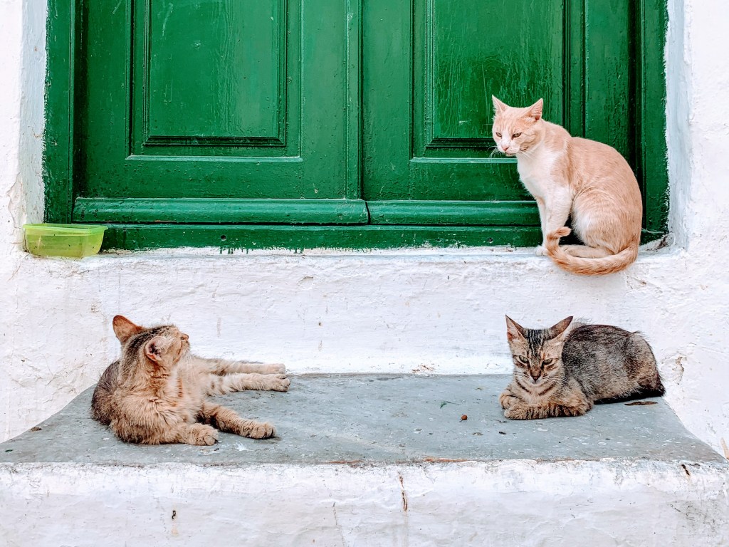 Praktyczne zastosowanie rzeszowskiego programu opieki nad zwierzętami bezdomnymi w 2022&nbsp;roku