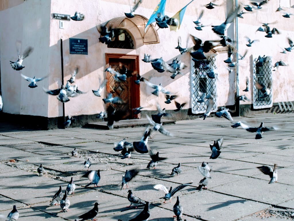Przewóz zwierząt towarzyszących z Ukrainy do&nbsp;Polski