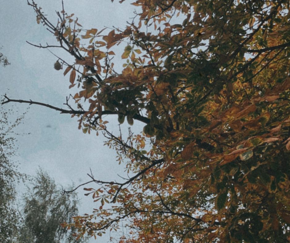 Dyrekcja Generalna Praw&nbsp;Zwierząt
