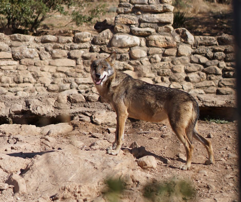 Na styku humanitarnej i gatunkowej ochrony zwierząt – zezwolenie na odstępstwo od zakazu umyślnego&nbsp;zabijania