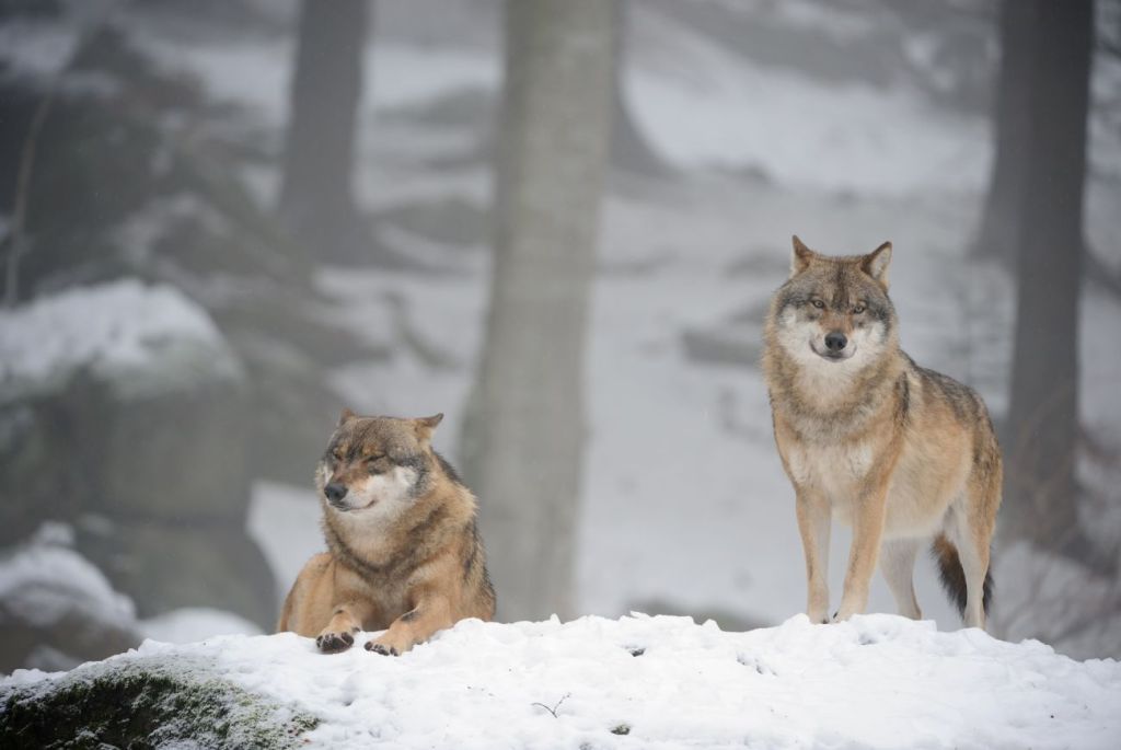Czy w Polsce jest możliwy odstrzał&nbsp;wilków?