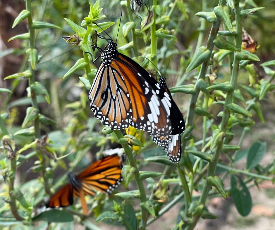 Odpowiedzialność karna za zabicie&nbsp;owada.