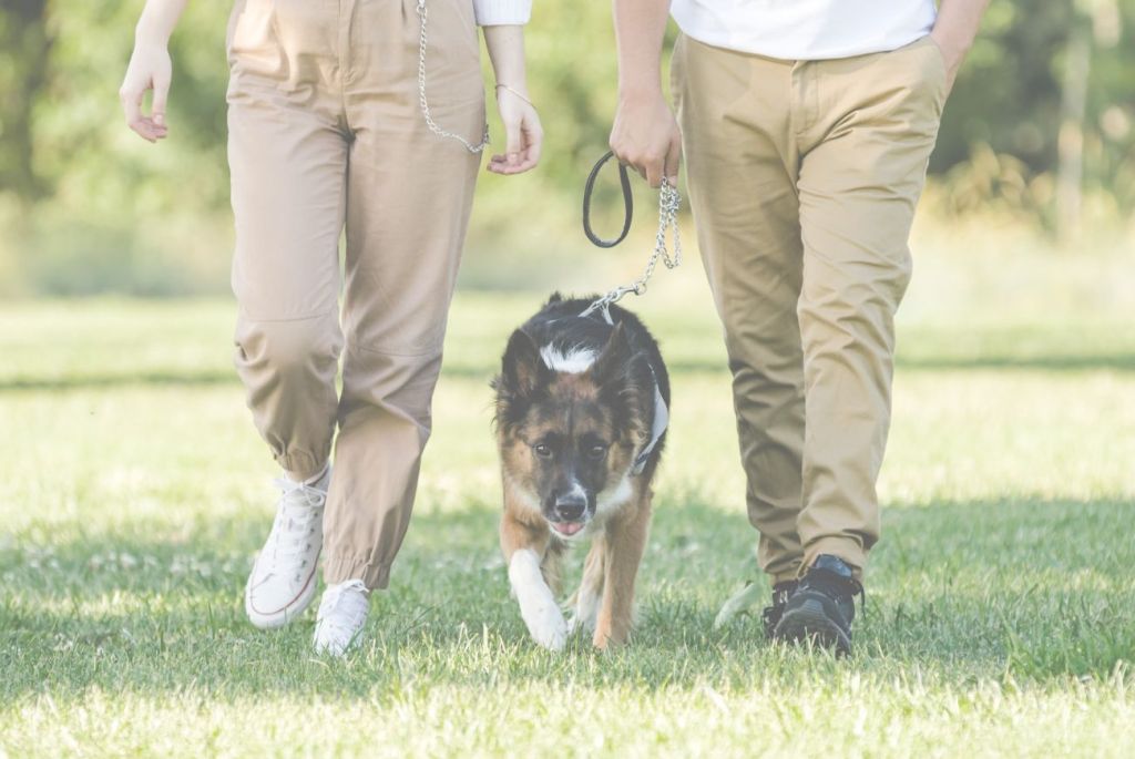 Jak podzielić się opieką nad zwierzęciem po&nbsp;rozwodzie?