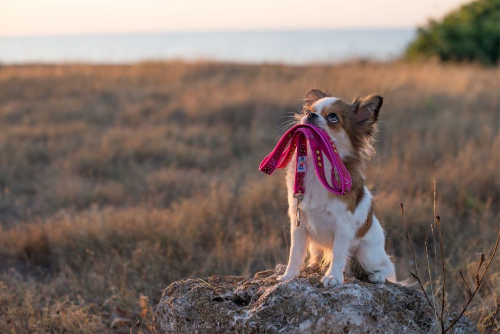 Prawo zwrotu zwierząt