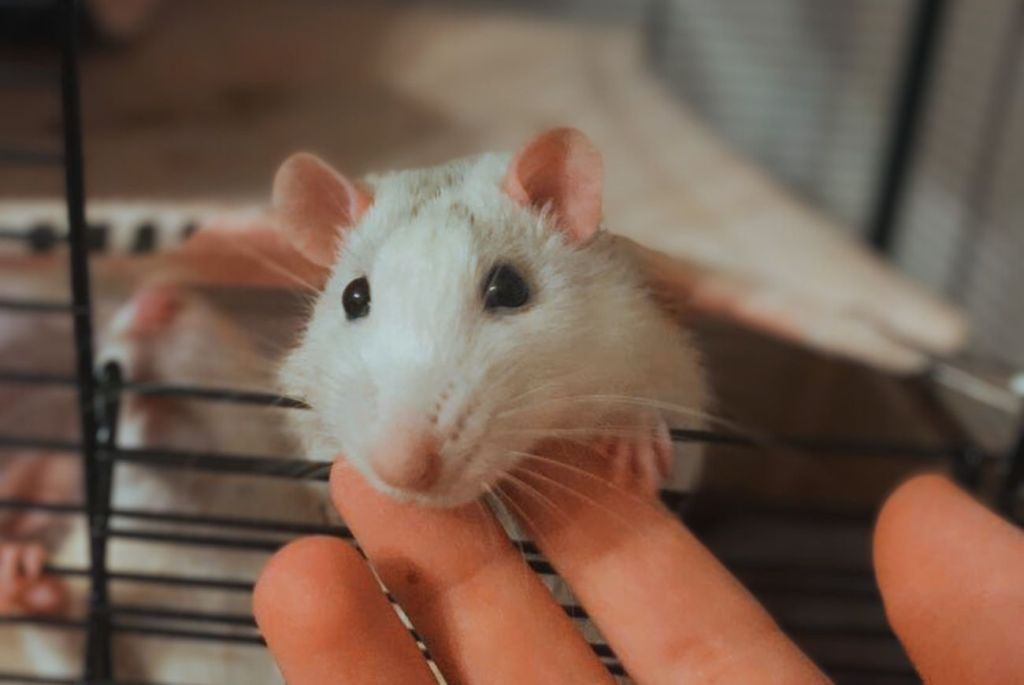 Czy można odmówić sprzedaży zwierzęcia osobie niepełnoletniej?