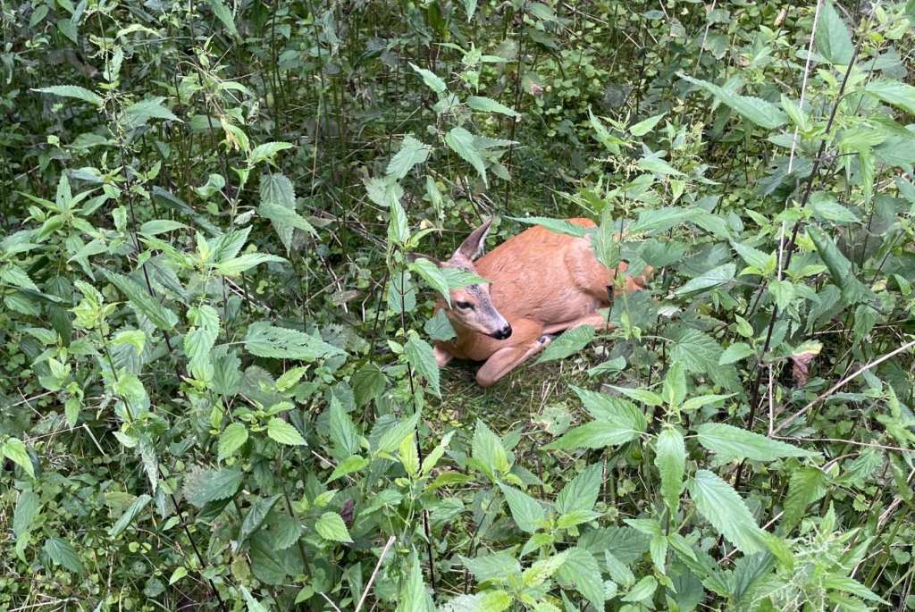 Prawo zwierząt do ochrony przed&nbsp;cierpieniem