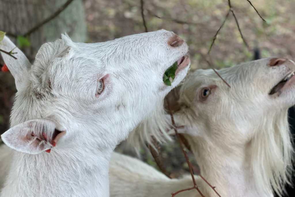 Czy zwierzęta mają&nbsp;prawa?