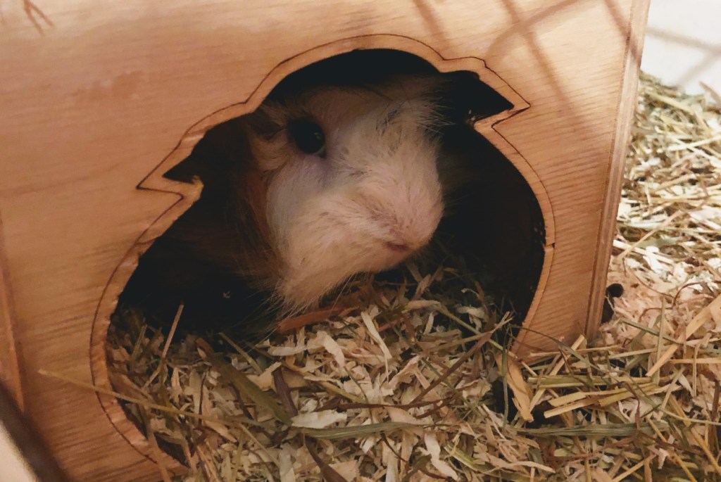 Czy sprzedawca w sklepie zoologicznym może odmówić sprzedaży&nbsp;zwierzęcia?