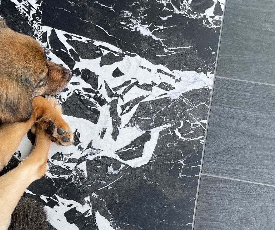 Pies w komunikacji&nbsp;miejskiej