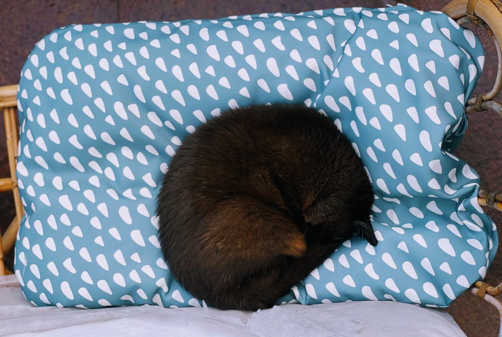 „Czy coś może mi grozić za oddanie zwierzęcia?”