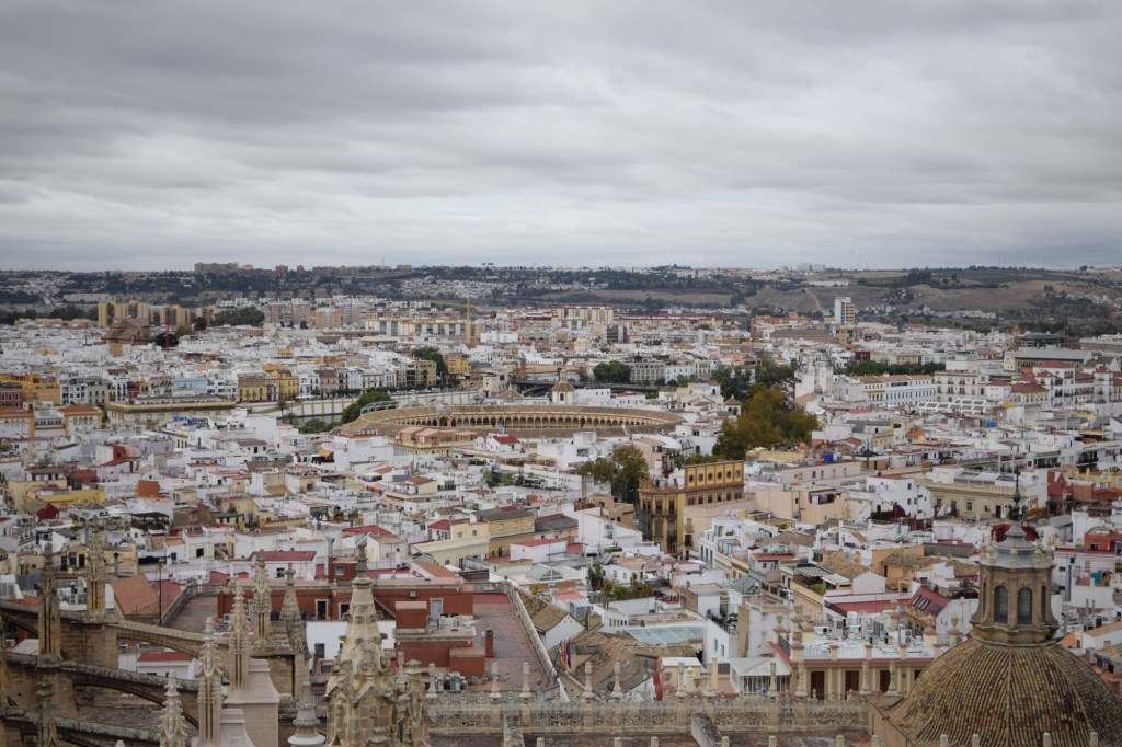 „W imię tradycji”, czyli walki byków w świetle prawa ochrony&nbsp;zwierząt
