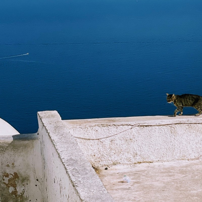 Czy gmina ma obowiązek pomocy kotom wolno&nbsp;żyjącym?