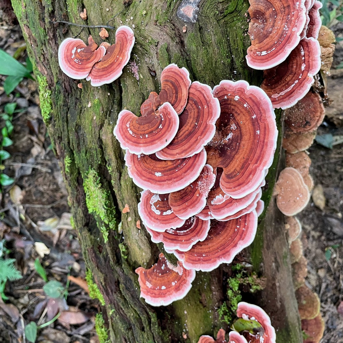 Grzybobranie a ochrona&nbsp;przyrody